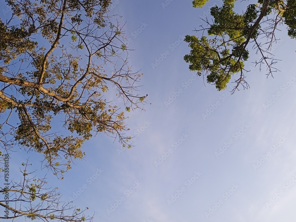 sky and trees sky and trees