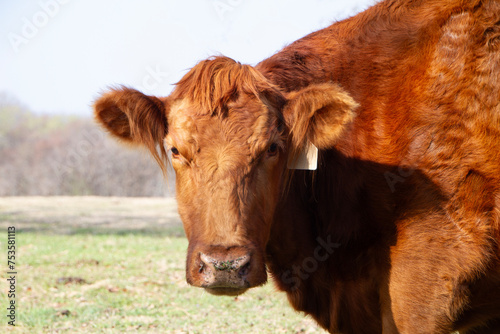 Red angus cow closeup of face with ear tag