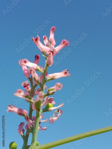 fumaria vaillantii loisel flower or Few-flower fumitory, Earthsmoke, Few-flowered Fumitory photo