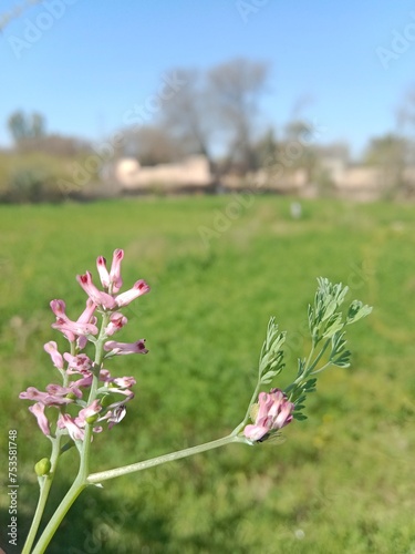 fumaria vaillantii loisel flower or Few-flower fumitory, Earthsmoke, Few-flowered Fumitory photo