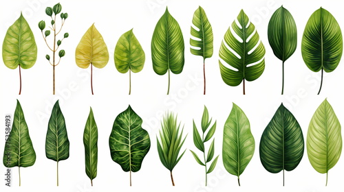 Collection of green leaves isolated on white background. Set of green leaves, botanical leaves