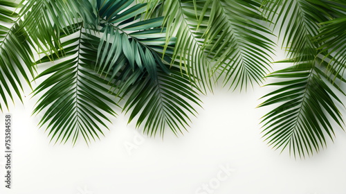 Palm tree leaves isolated on white background with copy space, green leaves background