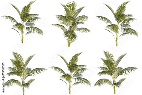 plam tree set. Palm trees isolated on white background. Beautiful palma tree set illustration photo
