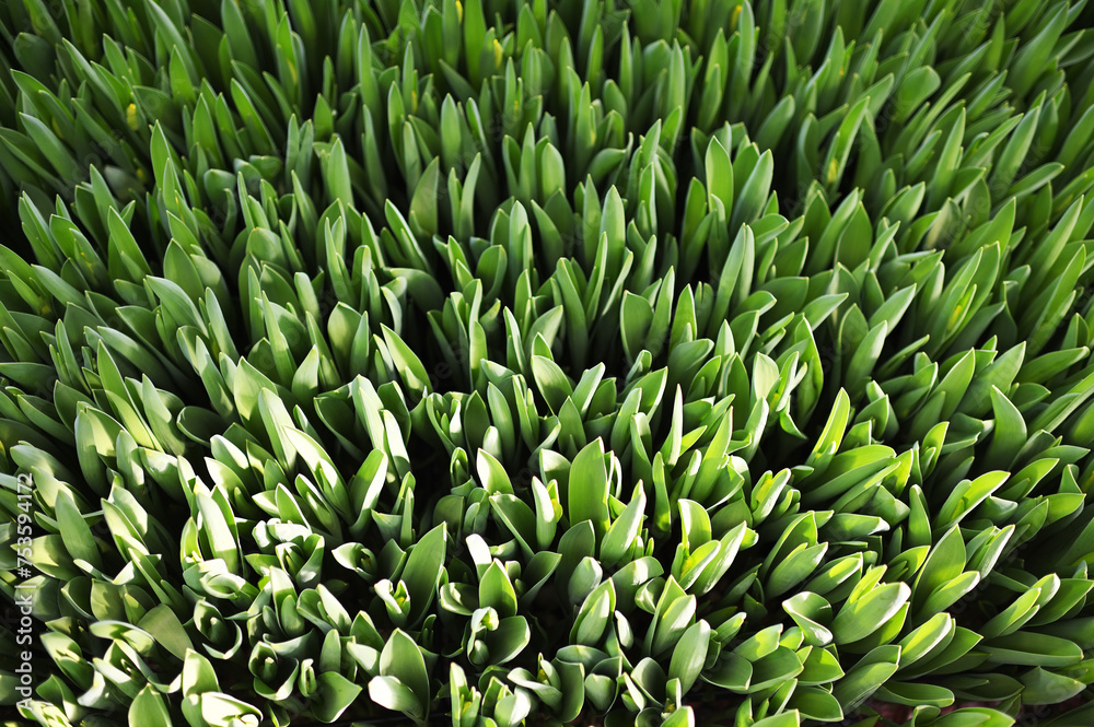 lot of green and yellow delicate beautiful unopened tulips in a greenhouse against the background of greenhouse equipment lot of green and yellow delicate beautiful unopened tulips in a greenhouse against the background of greenhouse equipment