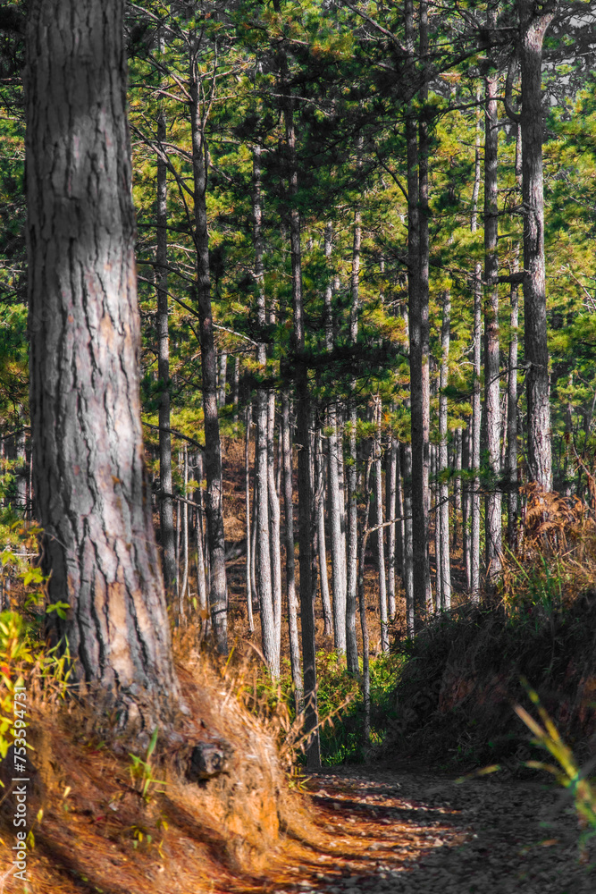 Fototapeta premium path in forest