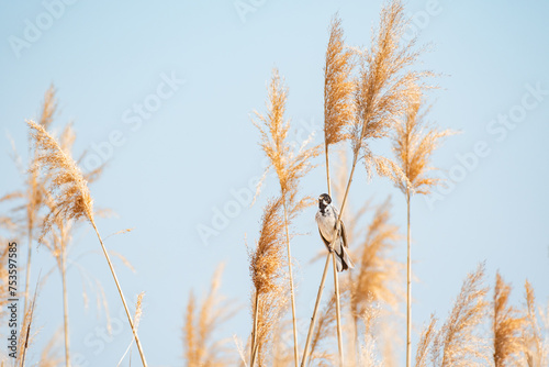 Common reed bunting  Schoeniclus schoeniclus  a male small bird with a black head  brown wings and a light belly  sits on a reed and sings on a sunny day.