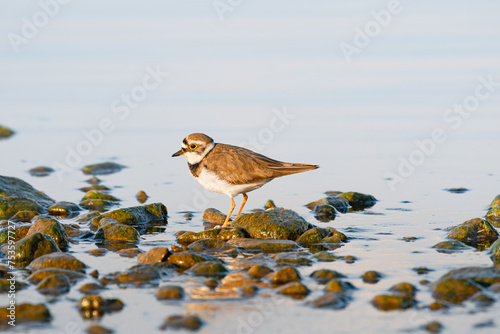 Little ringed plover - Charadrius dubius - a small bird with brown wings and a white belly, stands by the water on the rocky shore of a lake, a sunny summer day. photo