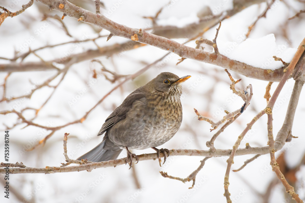Fieldfare (Turdus pilaris) medium sized bird with gray plumage, the animal sits on a tree branch on a winter day.