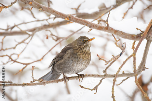 Obraz na płótnie Fieldfare (Turdus pilaris) medium sized bird with gray plumage, the animal sits on a tree branch on a winter day. w salonie