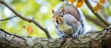 Curious Squirrel Observes Surroundings From a Tranquil Tree Branch in Forest Wilderness