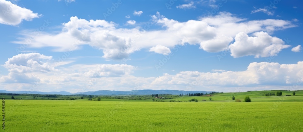 Vibrant Field of Lush Green Grass Under Bright Blue Sky on a Sunny Day Vibrant Field of Lush Green Grass Under Bright Blue Sky on a Sunny Day