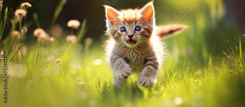 Adorable Kitten Frolicking in a Grassy Meadow under Bright Skies