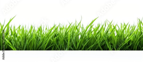 Vibrant Green Grass Blades Standing Tall on Pure White Minimalistic Background