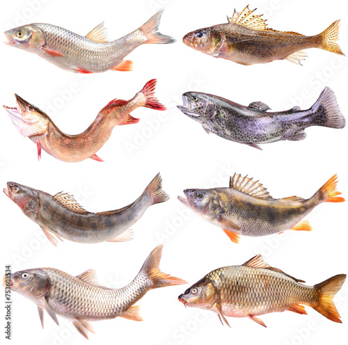 Collection of fish isolated on white background