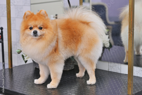 Pomeranian dog after grooming or grooming with a special dog care salon.