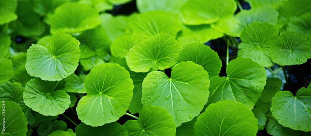 Vibrant Green Leaves Bunched Together in a Close-Up Botanical Detail Shot Vibrant Green Leaves Bunched Together in a Close-Up Botanical Detail Shot