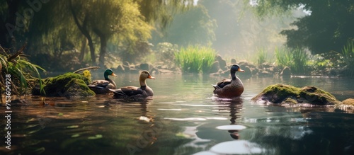 Tranquil Moment: Two Ducks Serenely Swim in the Peaceful Pond Surrounded by Lush Trees