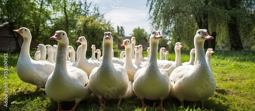 Serene White Ducks Gracefully Standing Amidst Lush Green Field Landscape