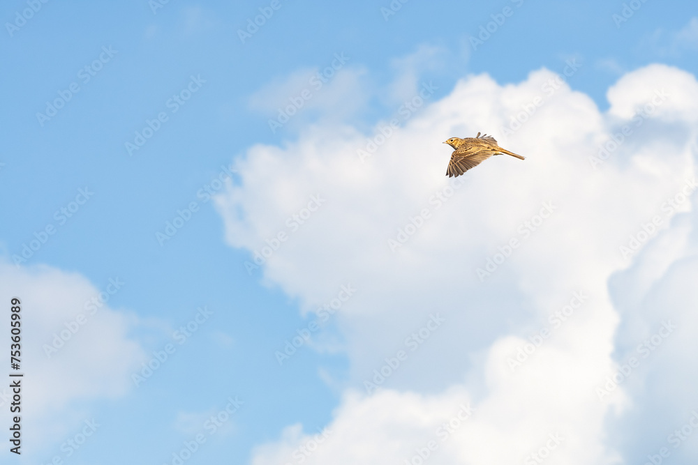 Eurasian skylark (Alauda arvensis) a small bird with brown plumage flies high against the sky, sunny day.