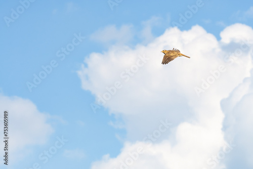 Obraz na płótnie Eurasian skylark (Alauda arvensis) a small bird with brown plumage flies high against the sky, sunny day. w salonie