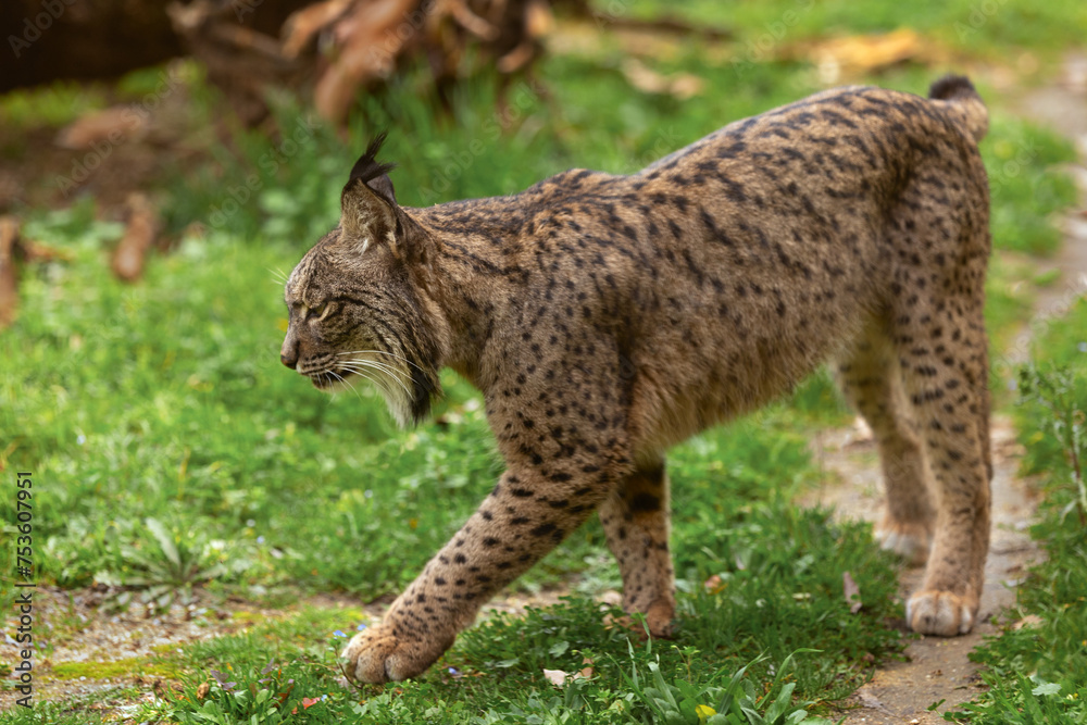 Fototapeta premium Iberian lynx prowling through its natural habitat.