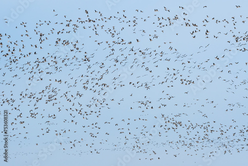 A large flock of geese, the birds fly high above the lake in a large group. A species of large water bird, birds fly against the sky.