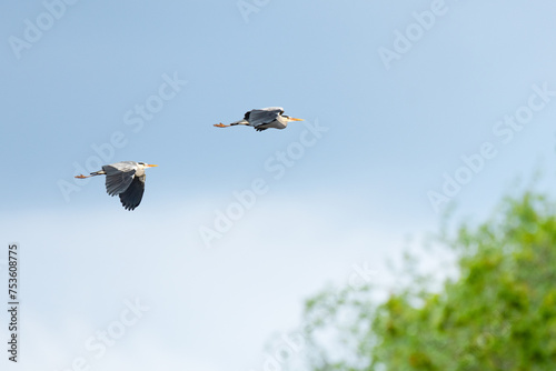 Gray heron (Ardea cinerea) large water bird in flight, a pair of animals flies against the sky at the shore of the lake.
