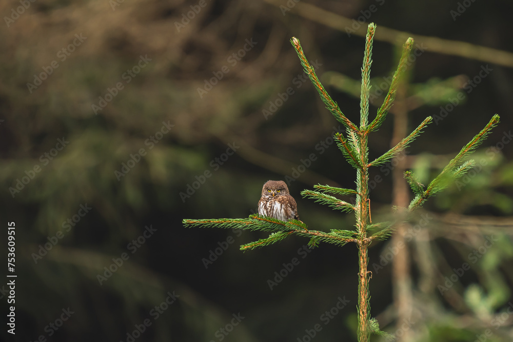 Eurasian pygmy owl (Glaucidium passerinum) a medium-sized bird of prey with brown plumage, the animal sits on a tree branch and watches.