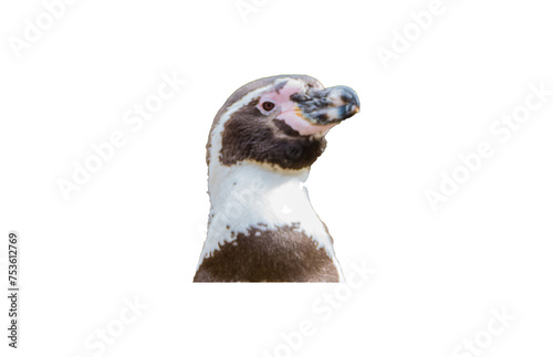 Humboldt Pinguin freigestellt © pusteflower9024