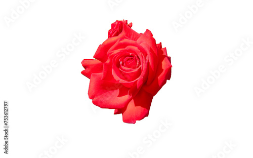 Rote Rose freigestellt