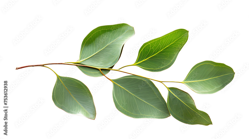Eucalyptus Leaf isolated on white background