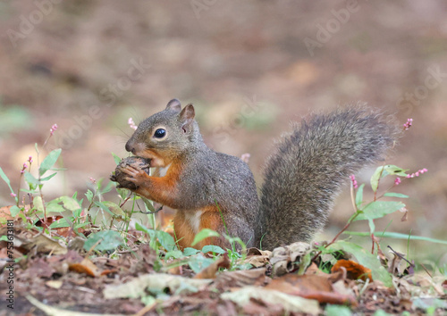 squirrel eating nut