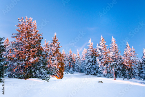 Sudetes, snow-covered trees in the mountains, view from the hiking trail in winter. photo