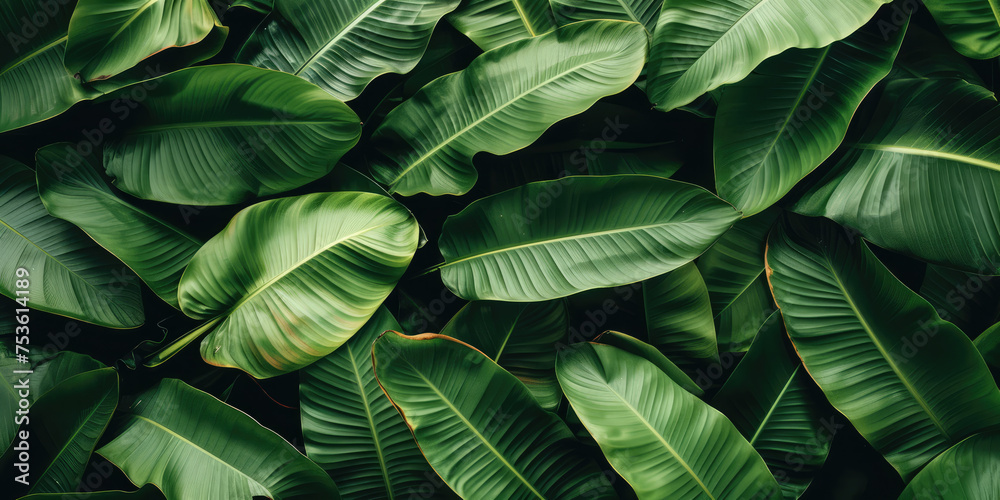 Fototapeta premium Lush green banana leaves in close-up, creating a vibrant texture of fresh foliage.