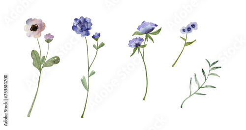 Watercolor wildflowers isolated on white background