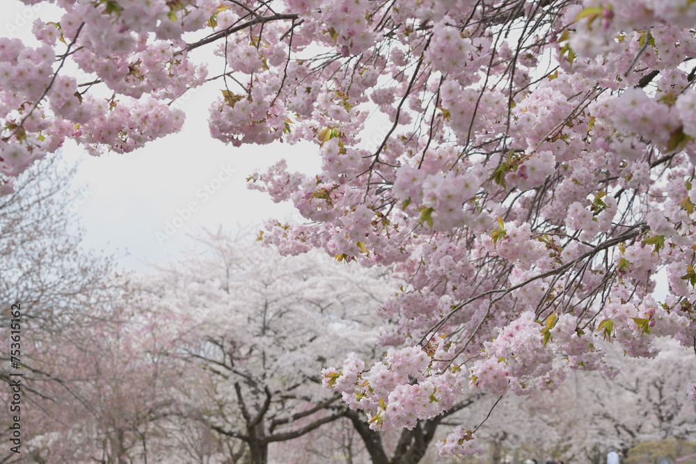 Fototapeta premium 桜咲く