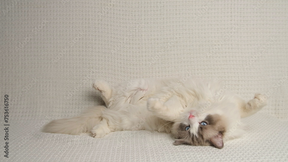 Fototapeta premium Ragdoll cat on white sofa.
