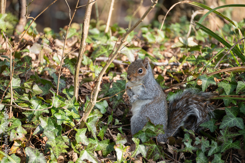 Watchful Grey Squirrel, Sciurus carolinensis, sitting among the Ivy