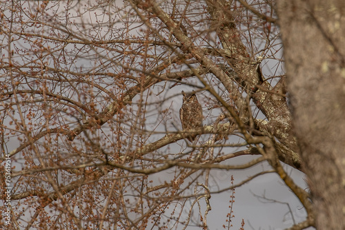 Great-horned Owl perched on a tree branch deep in the woods