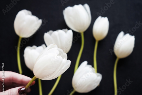 White tulip in a woman s hand over white tulips on a dark background