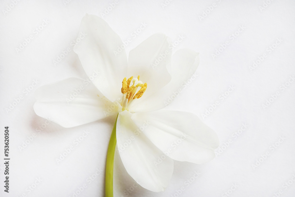 Obraz premium One white tulip on a white background