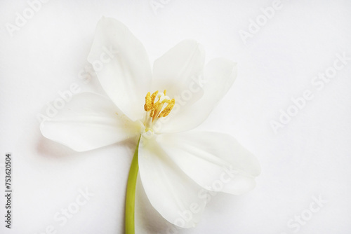 One white tulip on a white background