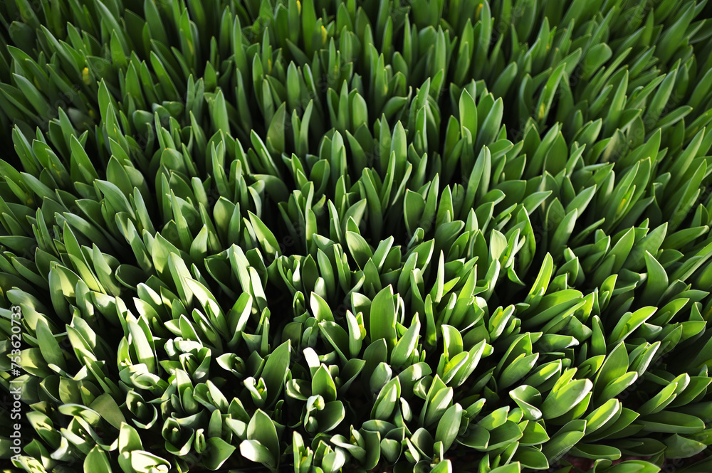 lot of green and yellow delicate beautiful unopened tulips in a greenhouse against the background of greenhouse equipment lot of green and yellow delicate beautiful unopened tulips in a greenhouse against the background of greenhouse equipment