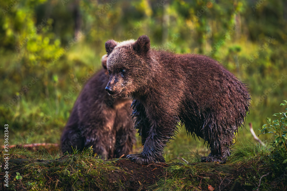Obraz premium brown bear cub