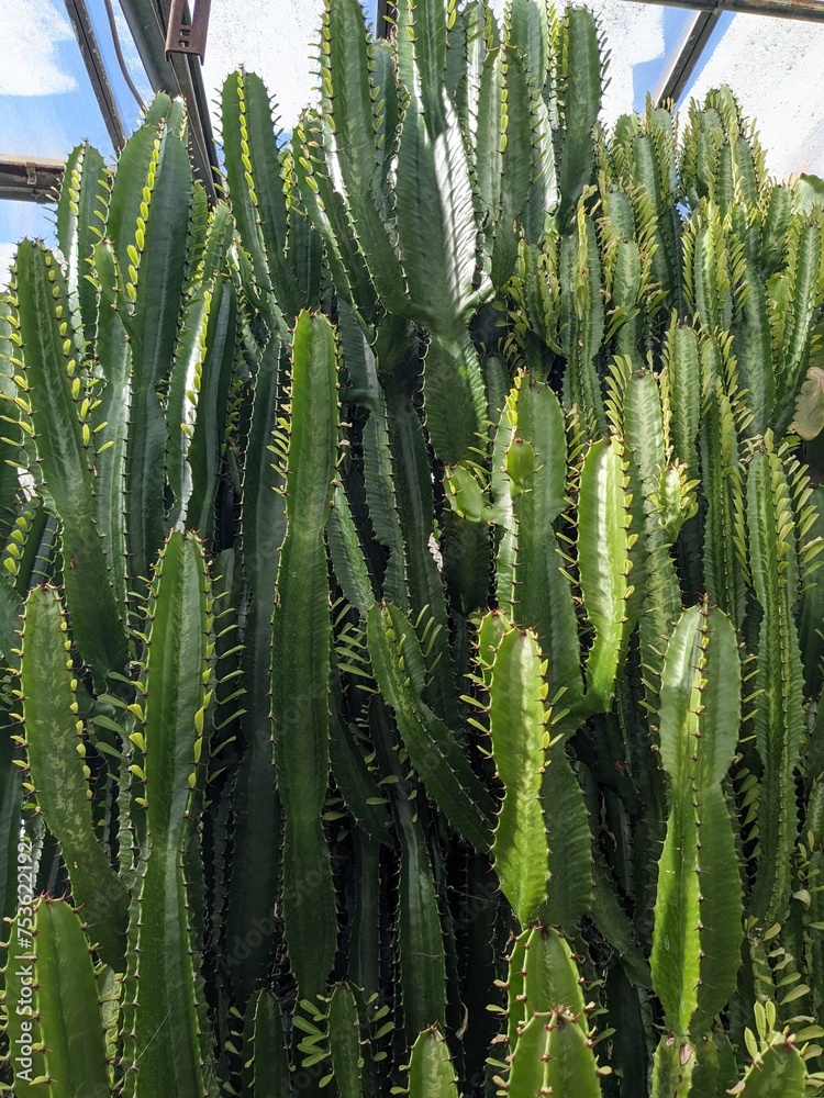 close up of cactus close up of cactus