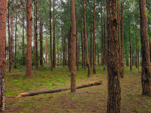 Enchanted Pines  Lush Undergrowth and Fallen Trunk in a Dense Forest