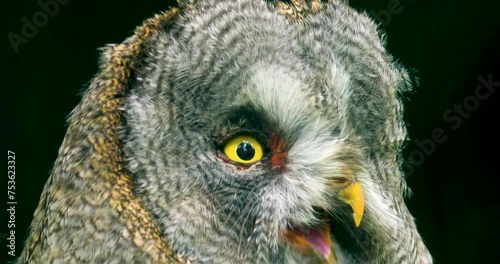 Grey owl strix nebulosa photo