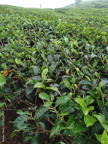 tea gardens