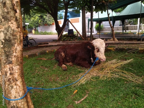 A cow that will be sacrificed for the Muslim holiday of Eid al-Adha