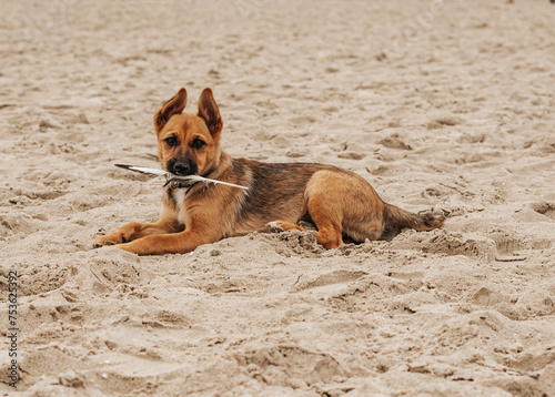 dog on the beach